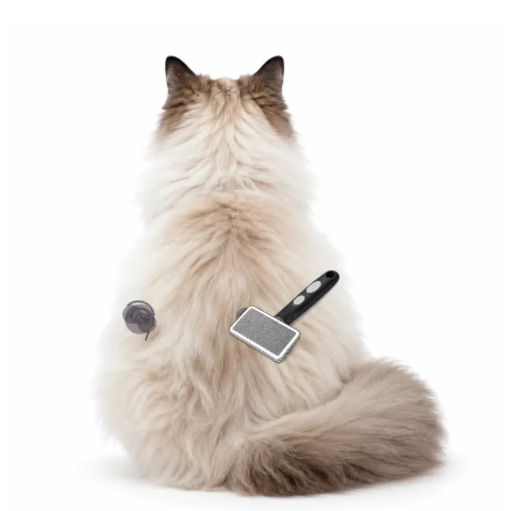 Brush the Cat